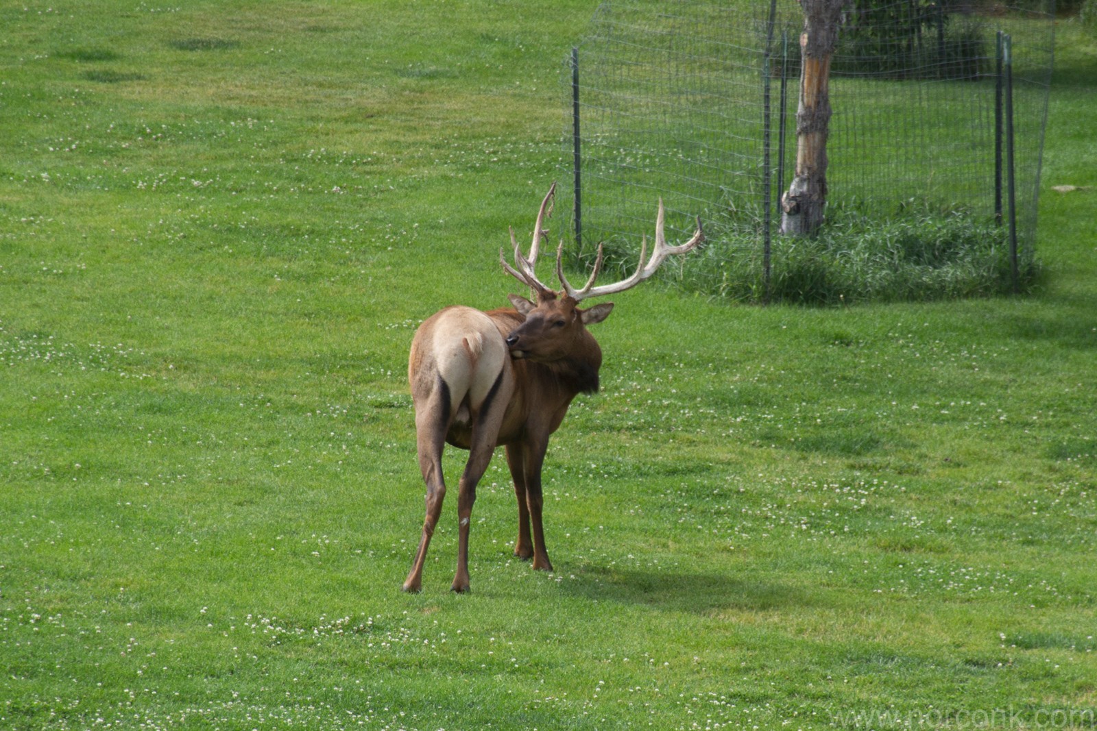 Parting Elk Butt