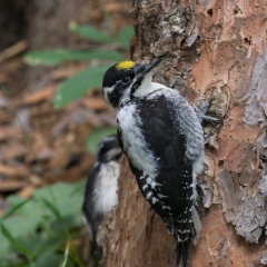 American Three-toed Woodpecker 