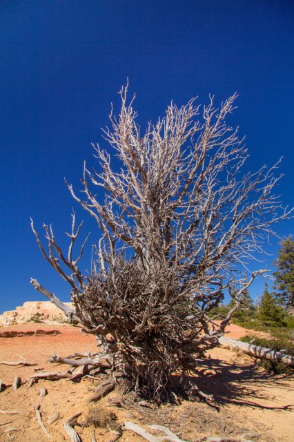 Bryce Canyon Bristle Cone Pines