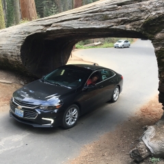 Drive through Tree