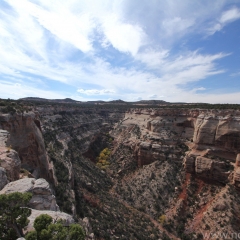Canyon scallop