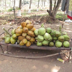 Coconut Stand