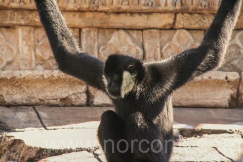Northern White-Cheeked Gibbon