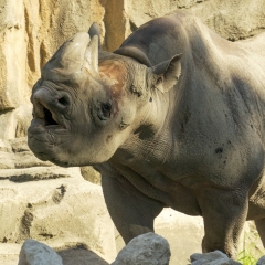 Northern Black Rhino