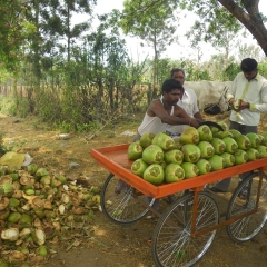 India Coconut Stand