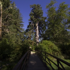 World's Largest Sitka Spruce