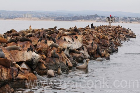 Sea lions galore