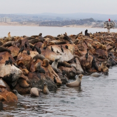 Sea lions galore