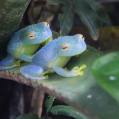 glass frogs