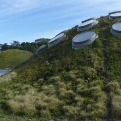 the living roof
