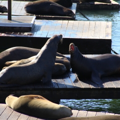 Seals on the Wharf