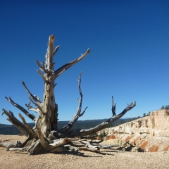 Bryce Canyon Bristle Cone Pines