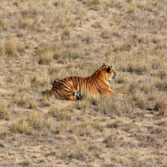 img_2857_Wild Animal Sanctuary - Tiger
