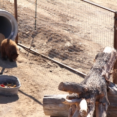 Wild Animal Sanctuary - Bear Cubs