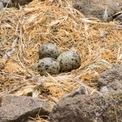 Gull Eggs