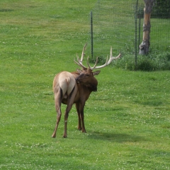 Parting Elk Butt