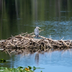 Heron in Heron Pond