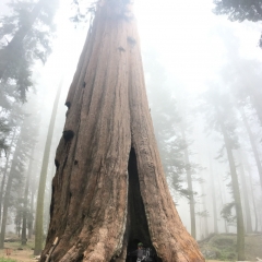 Sequoia in the fog