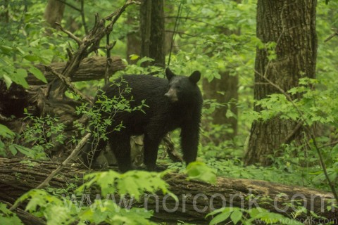 Black Bear-1