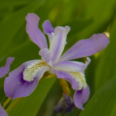 Dwarf Crested iris