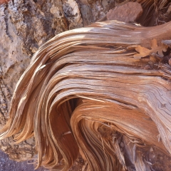 Grand Canyon Stump