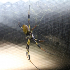 orbweaver spider